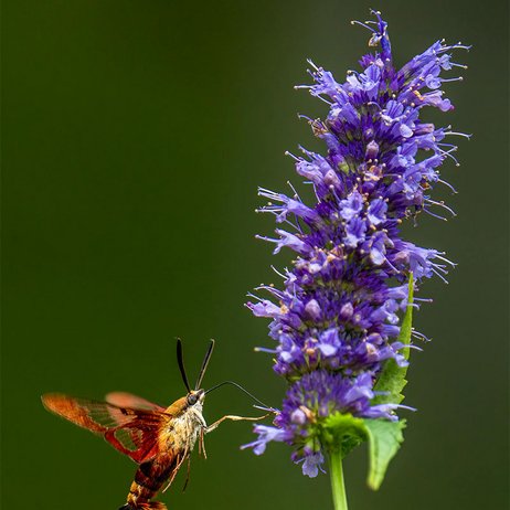 Agastache 